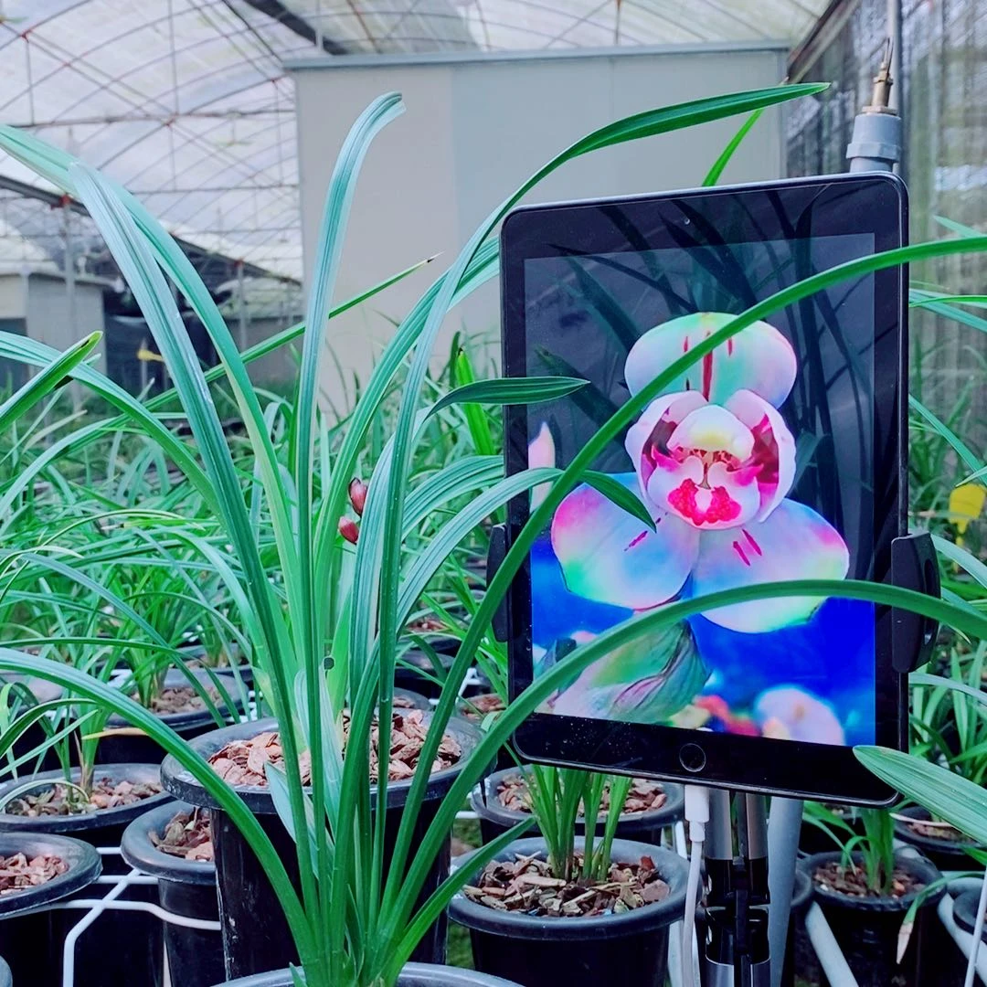 当前无花栽培后可以开花