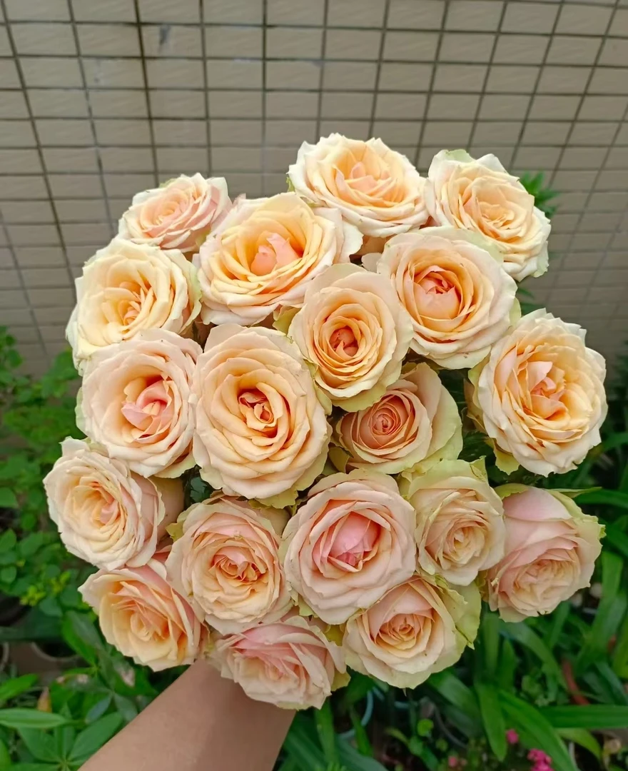 鲜花  单头玫瑰    迪威娜15支+5支不售后  两单包邮