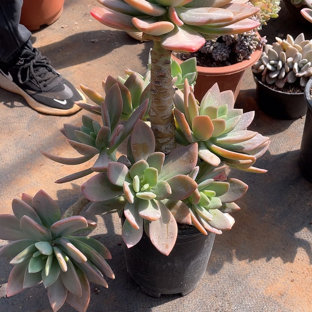 725芒果美人 一物一拍多肉