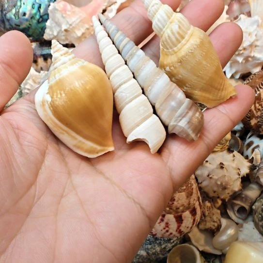 石材天然海螺贝壳