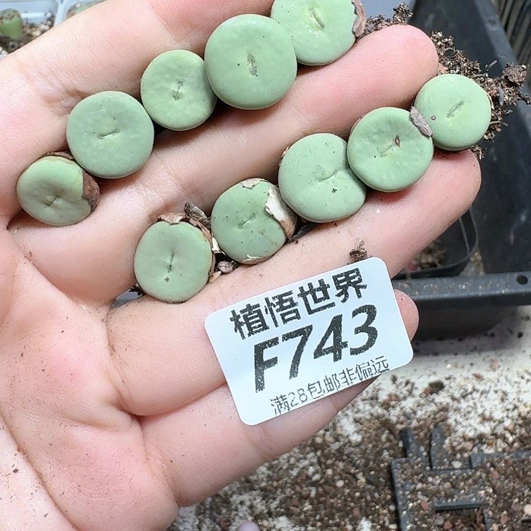 多肉植物的润泽地方