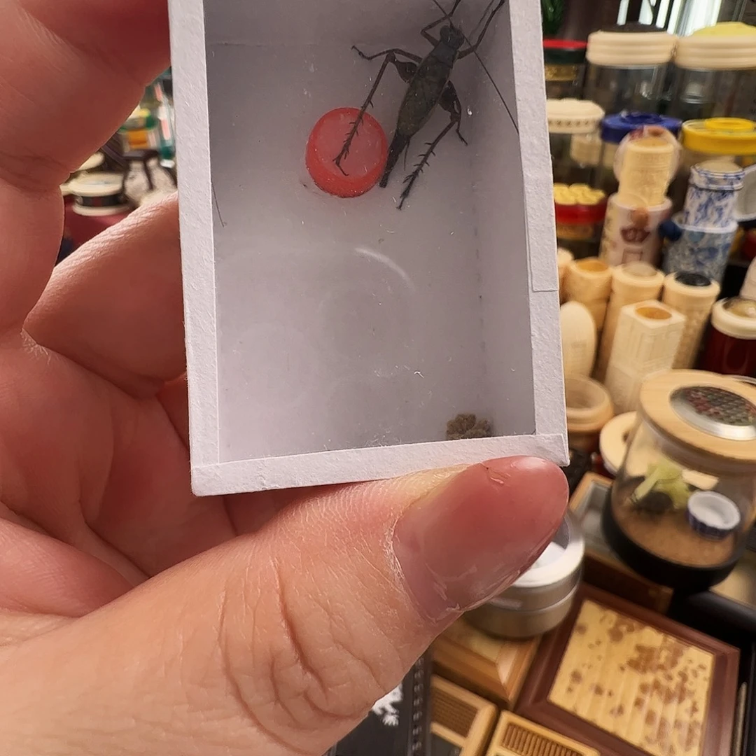 一***悠哈哈哈金琥珀一个