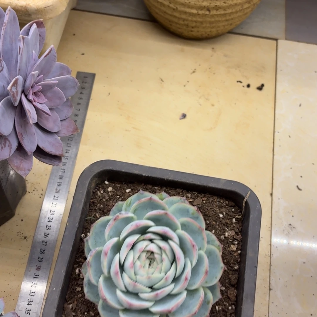 黄***姐黑大帅多肉122水晶