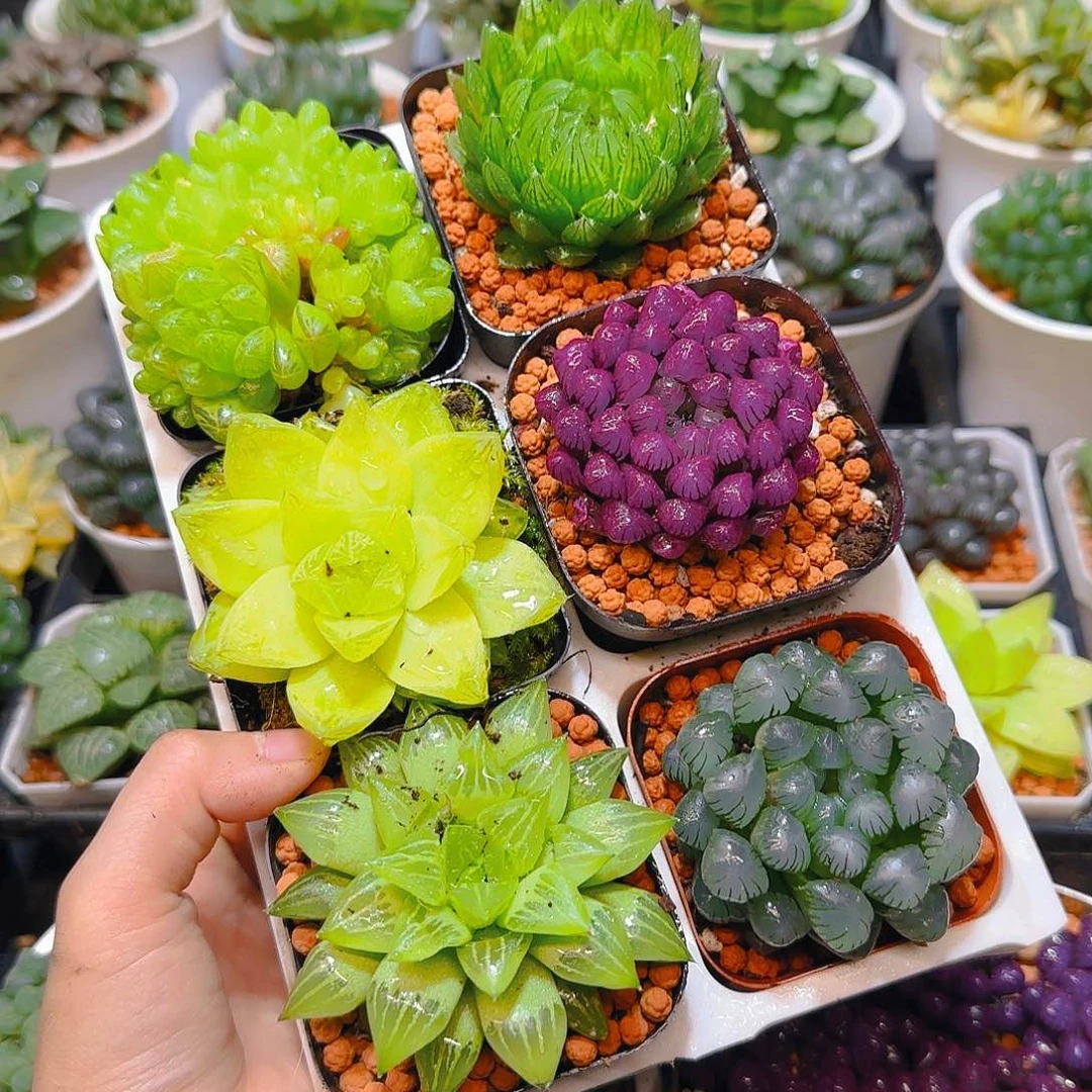 玉露群，蝉翼，黄金，紫宝石，玉露寿，冰灯