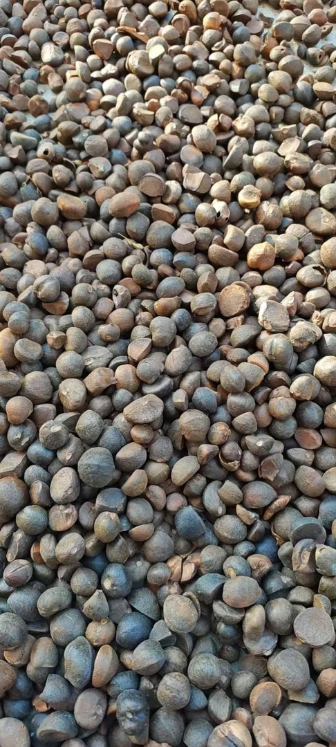 粤北连南小茶籽果