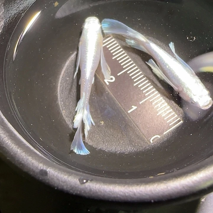 青鳉鱼观背青鱂一物一拍673