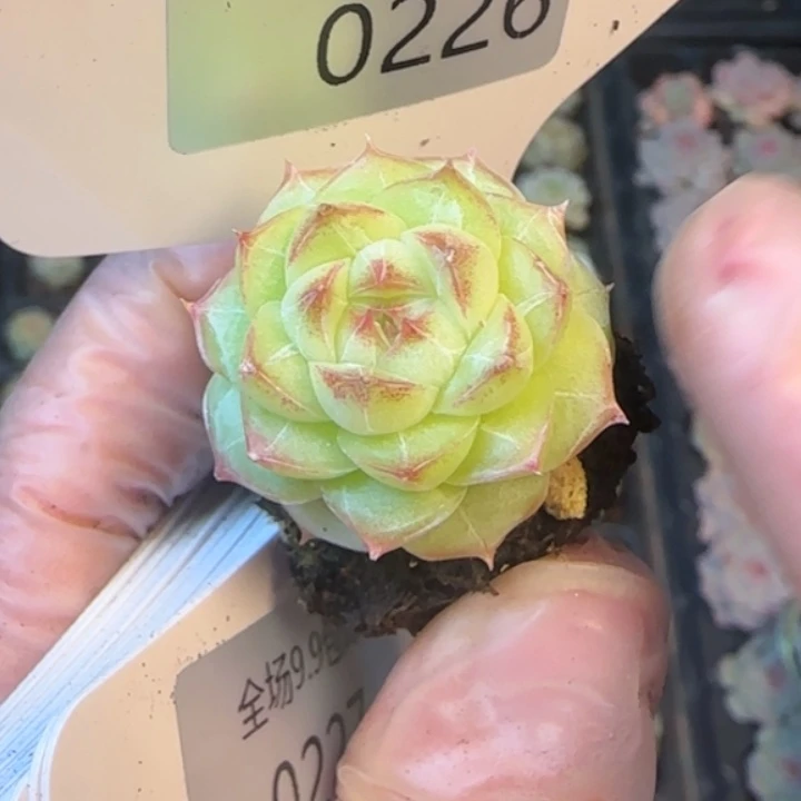 226号  枫丹  白露