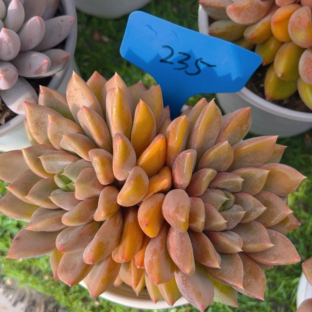 香玉等多种名贵的产品和