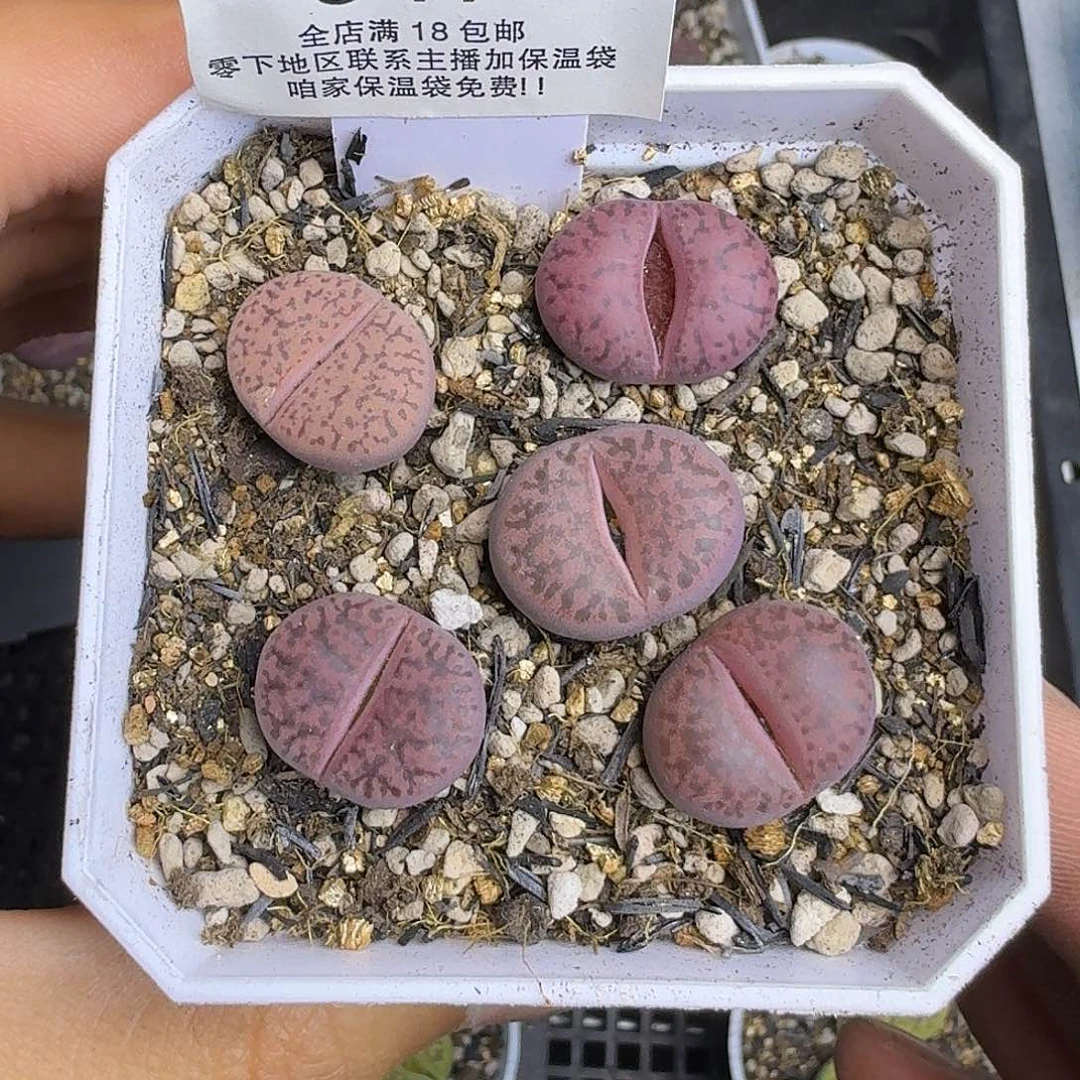 847 盆口5公分满18包邮