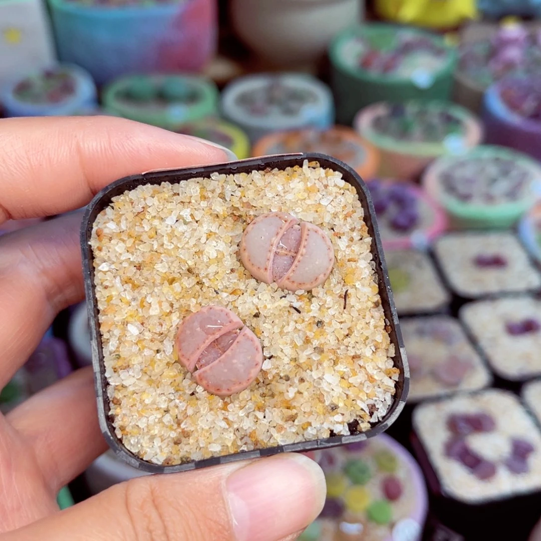 059， 两颗一起带盆888888888888