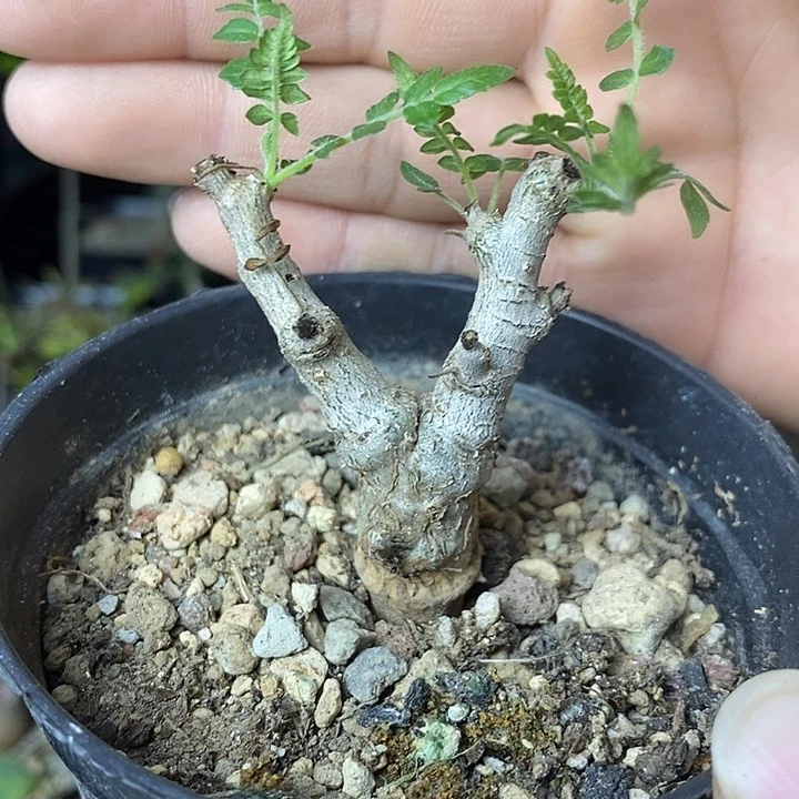 是****尼勒达带盆土发货