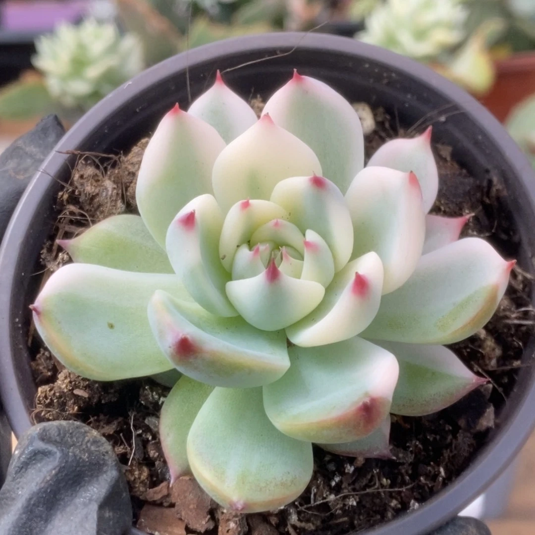 454锦锦锦锦锦锦锦锦锦锦