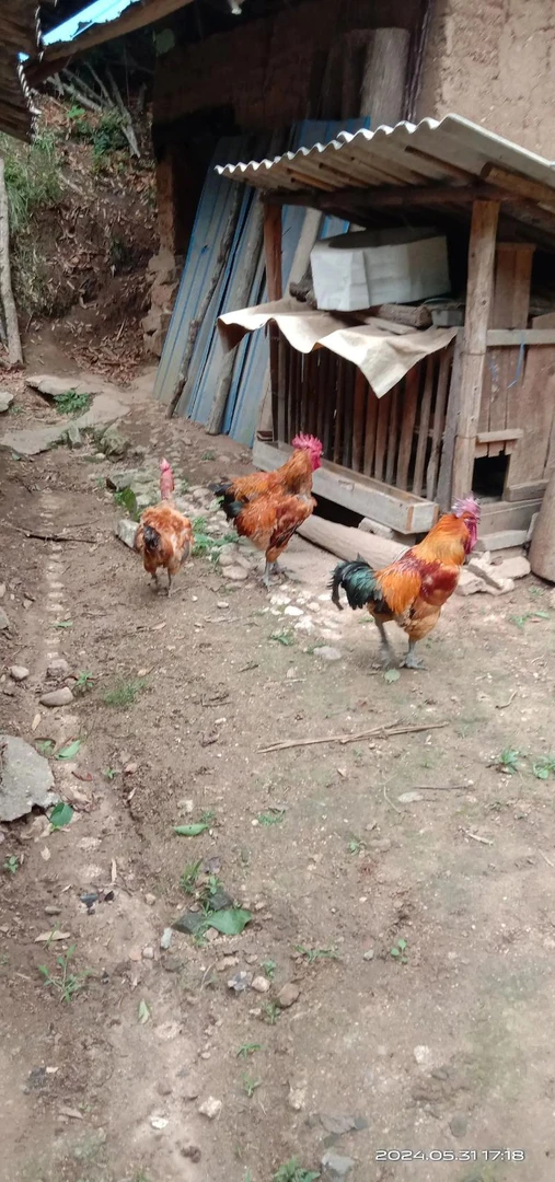 农村散养粮食土鸡