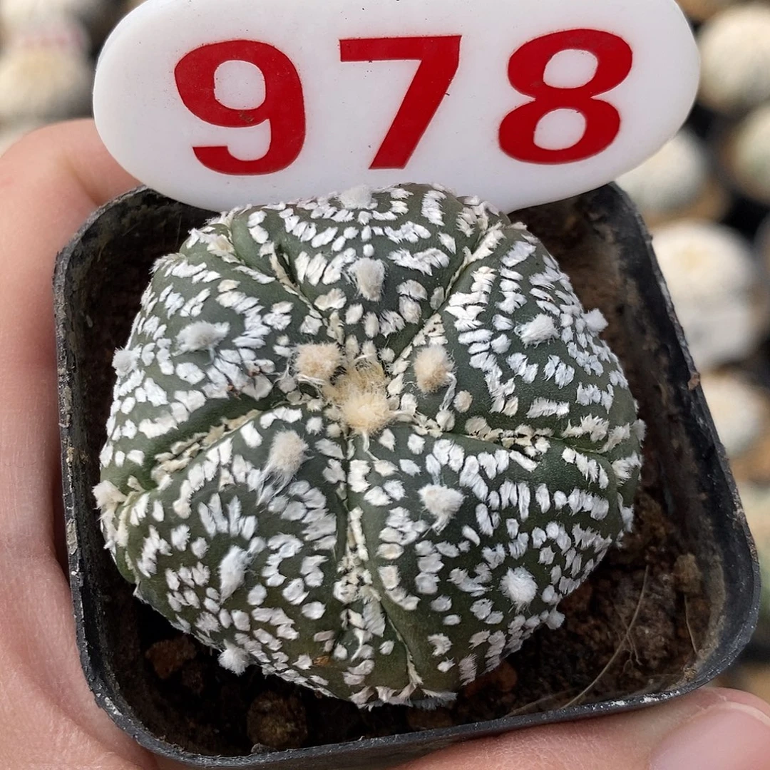 小***满978五愣复愣兜特价