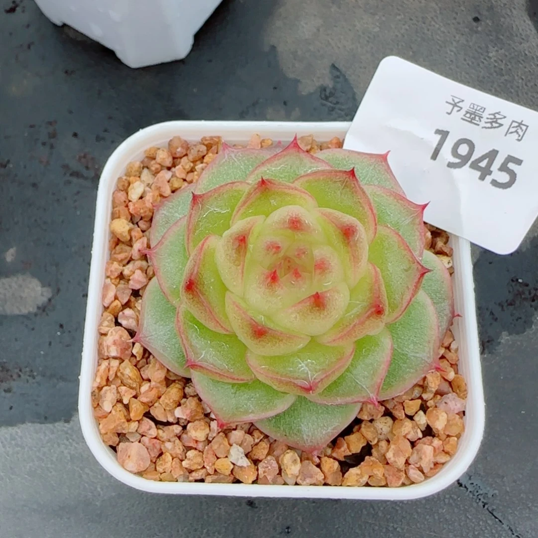 孤品，1945多肉植物