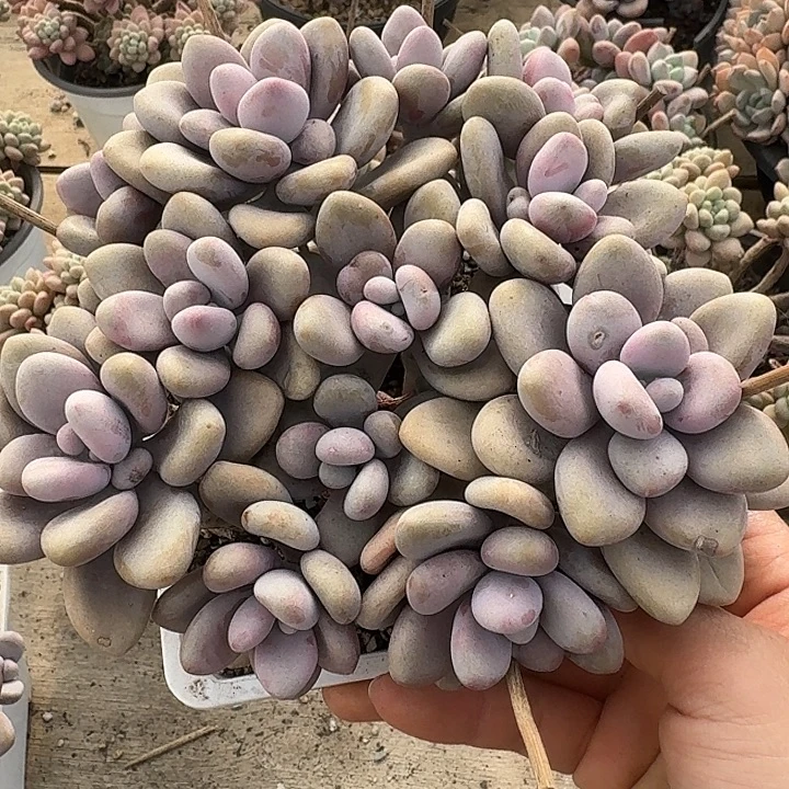 桃蛋多肉植物的生长