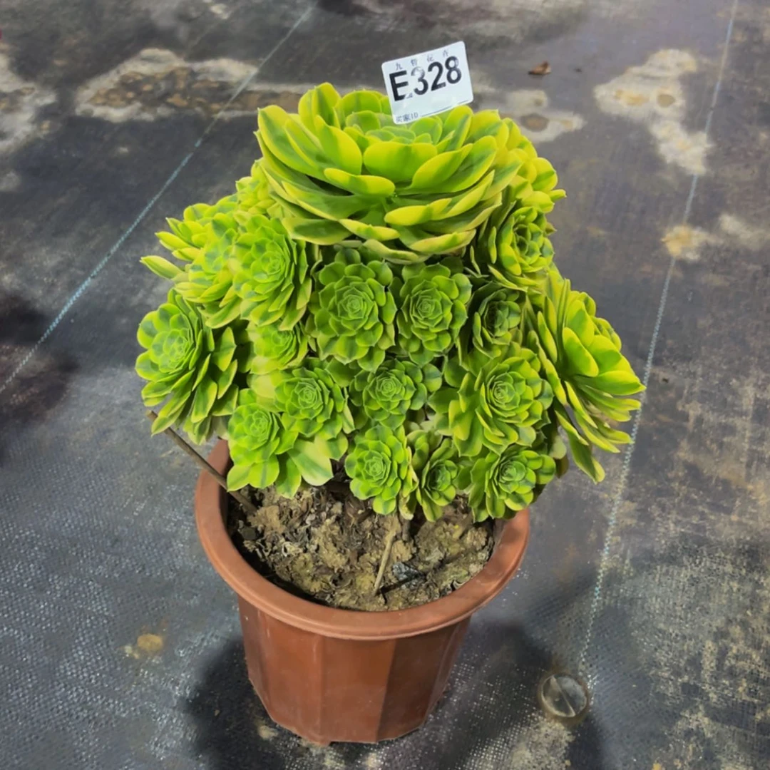 【闪购商品】32800