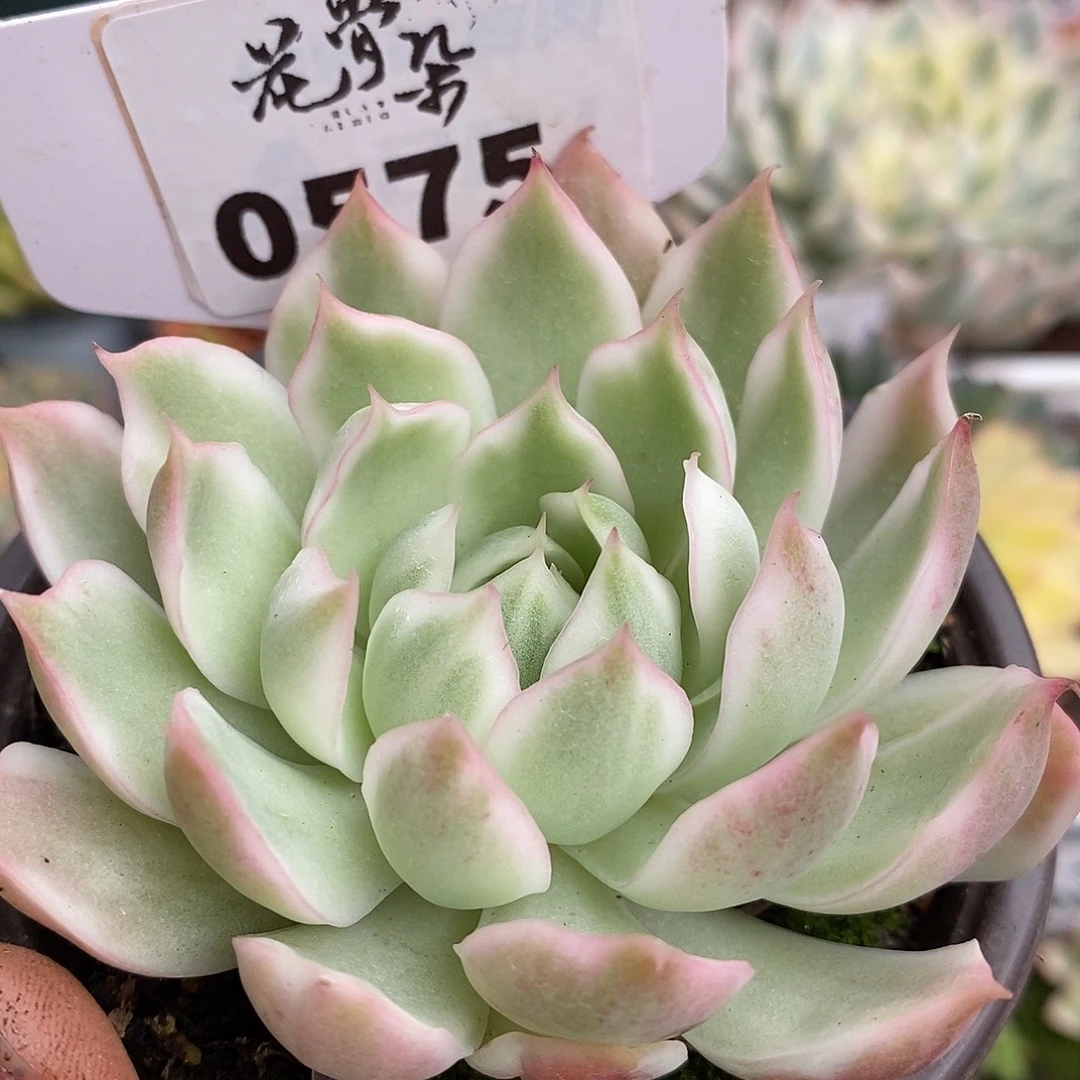 575宝莲灯哈哈哈哈好了