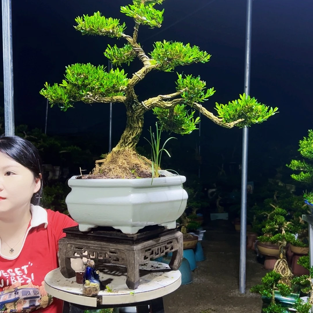 浪***生无花朵黄杨木