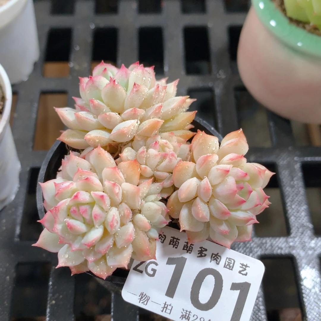 肉萌萌拇指盆精控多肉ZG101