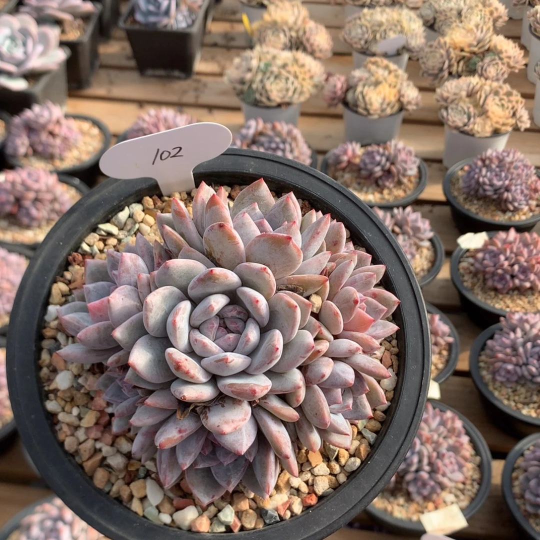 12厘米九头有砍石榴籽 捧花 潜力股 102