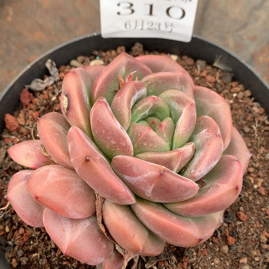 【闪购商品】云310号Q橙8公分