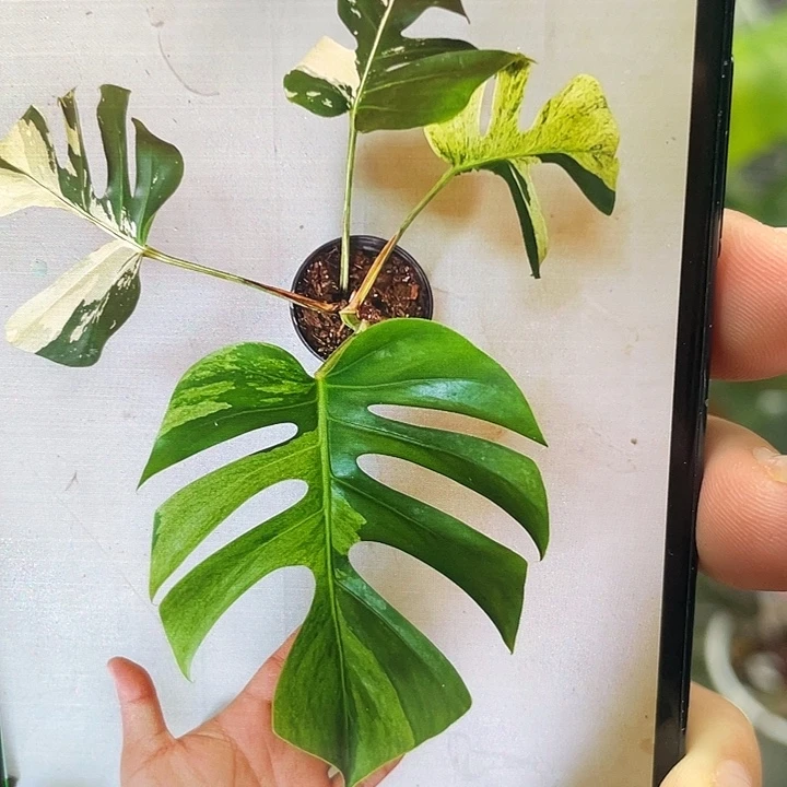 完全开放福利薄荷