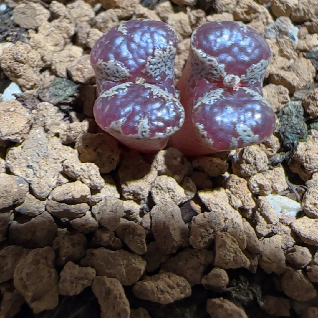 肉锥多肉植物组合-蝴蝶1516