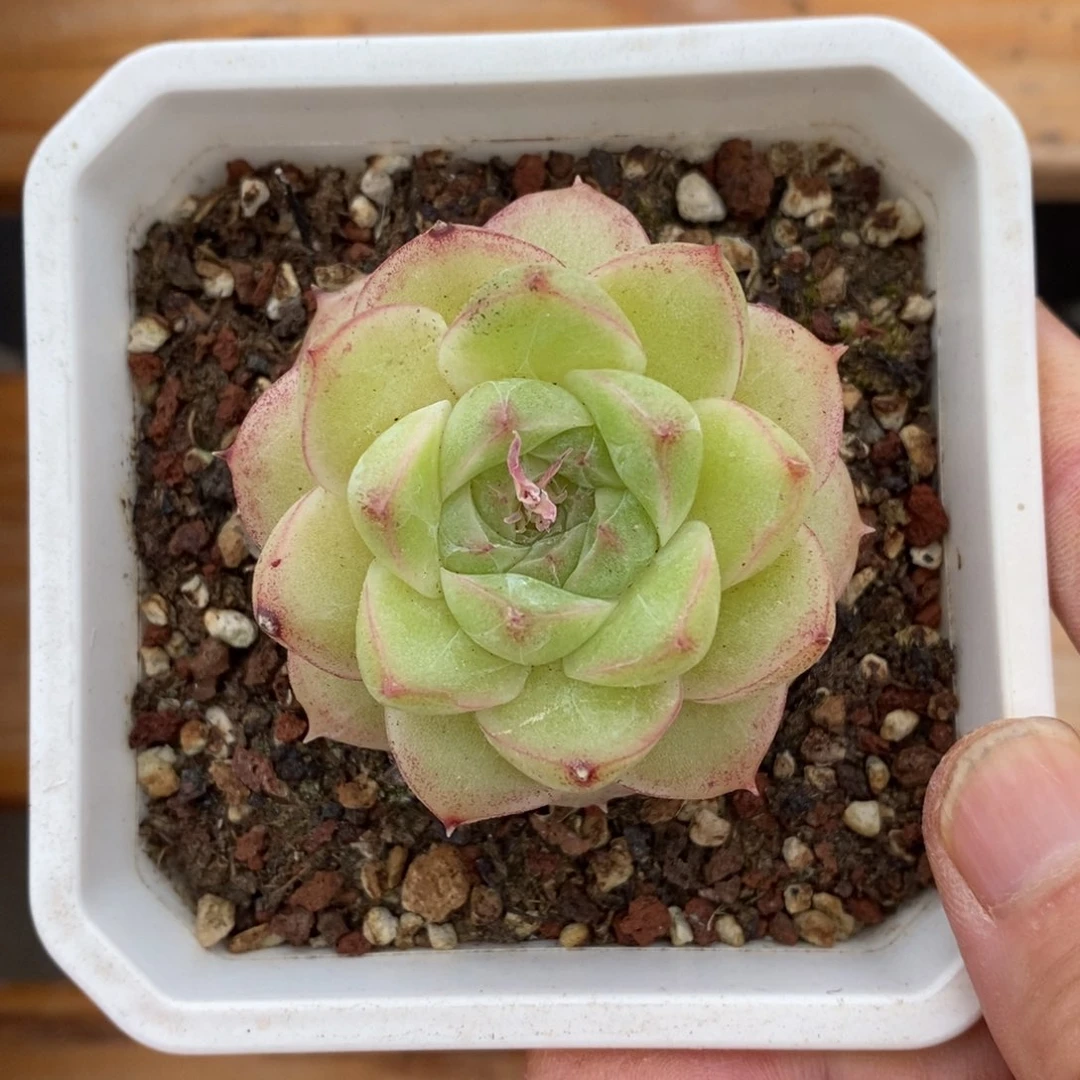 精品多肉一物一拍不包整62