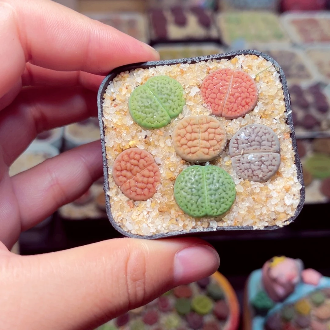 41号带盆包邮发货