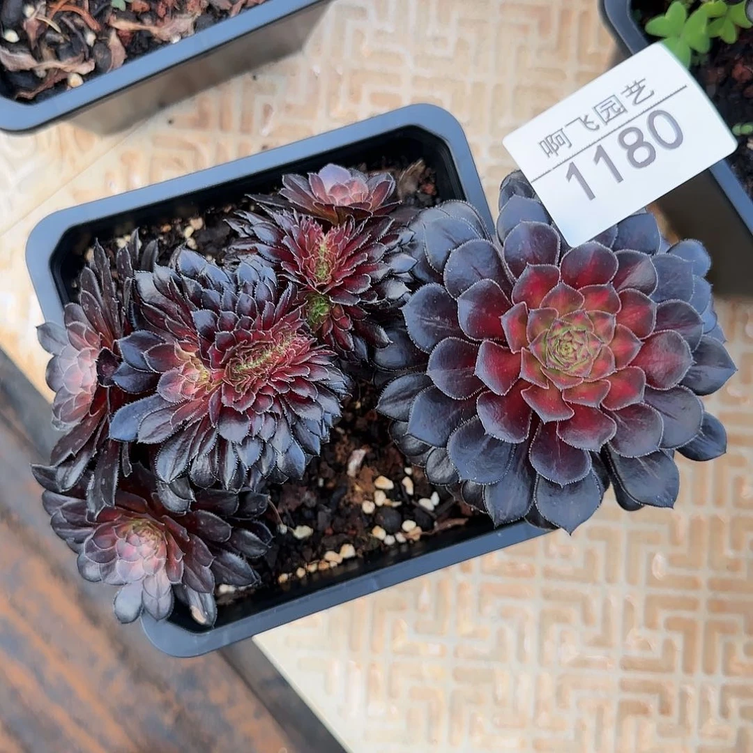 A****?1180多肉 墨颜缀法师