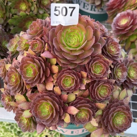 507红魔多肉22厘米左右