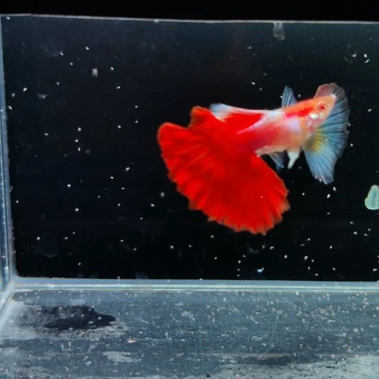 汤***姆孔雀鱼微瑕红礼服白子公一条补发母一条