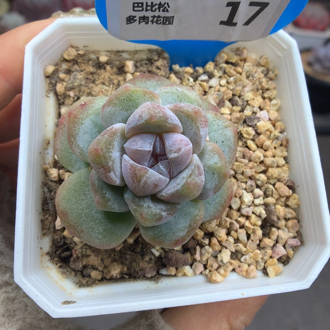 17冰玉石化多肉植物