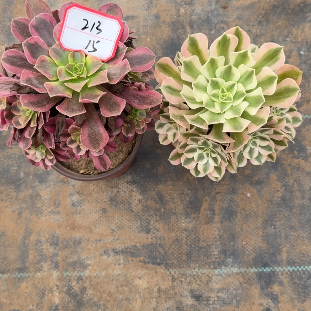 法师组合一物一拍213