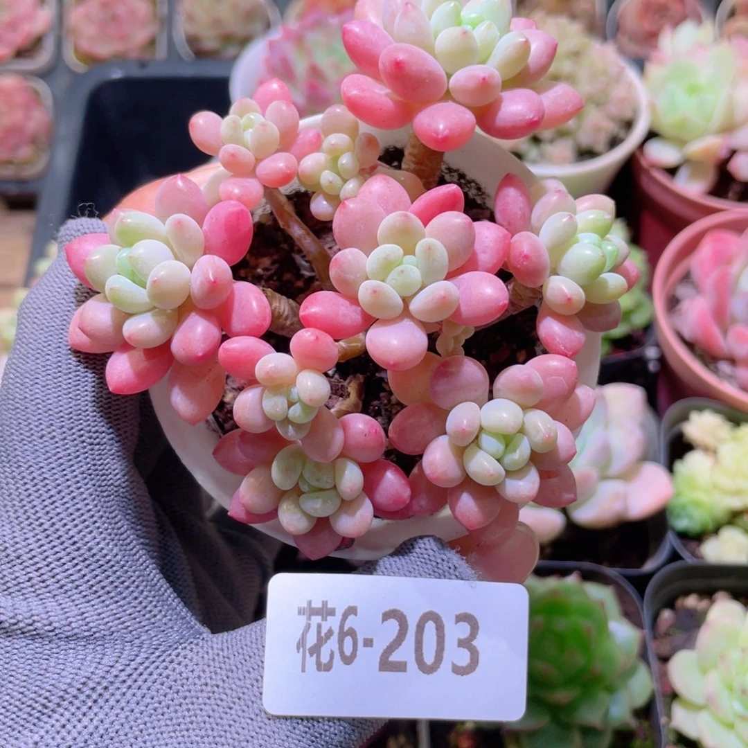 花利美 6-203鱼子酱