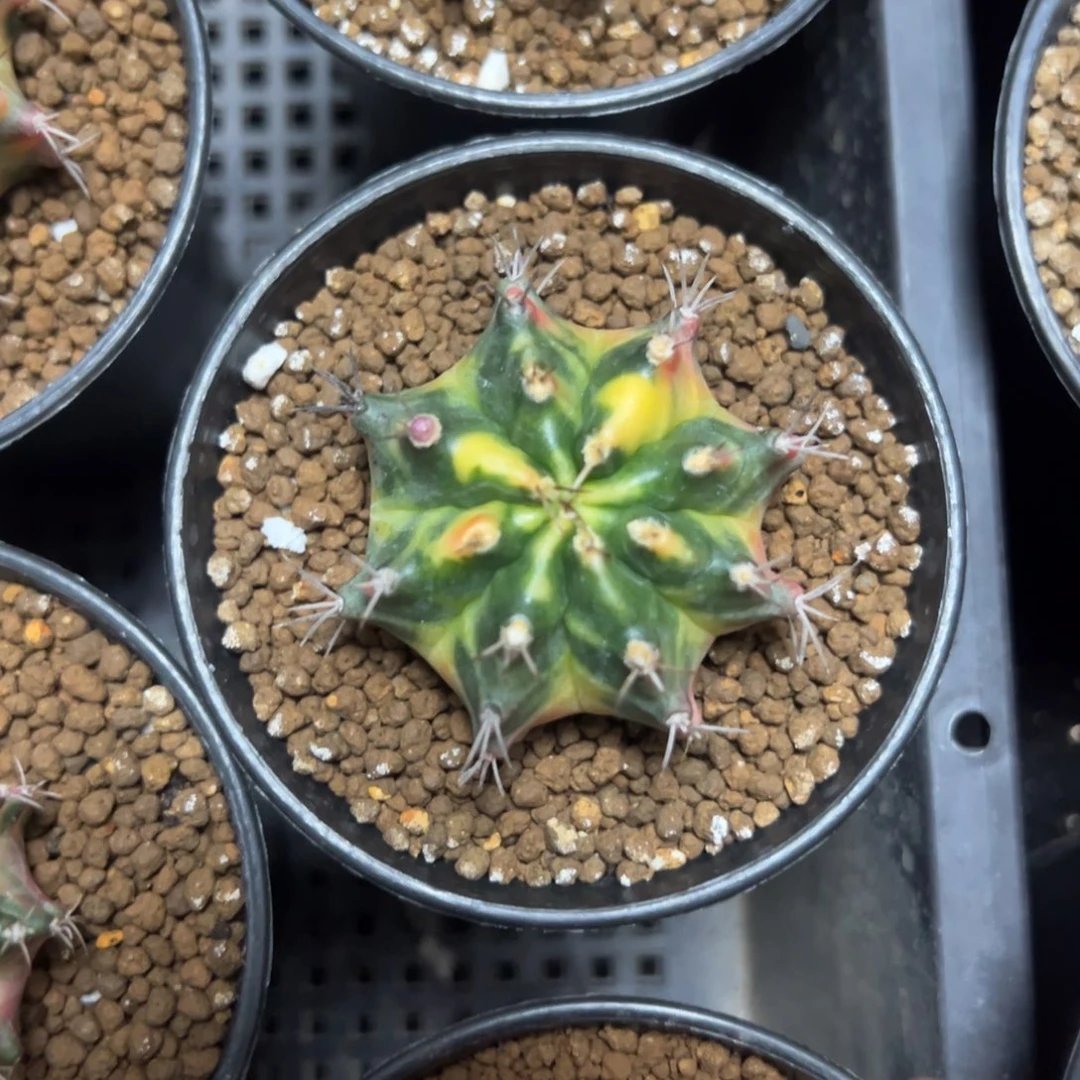 米哈锦侧芽自根带盆土发货1