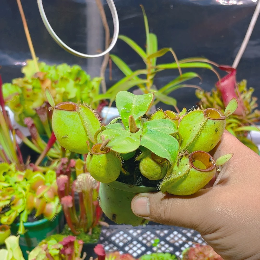 完全开放红唇绿苹果