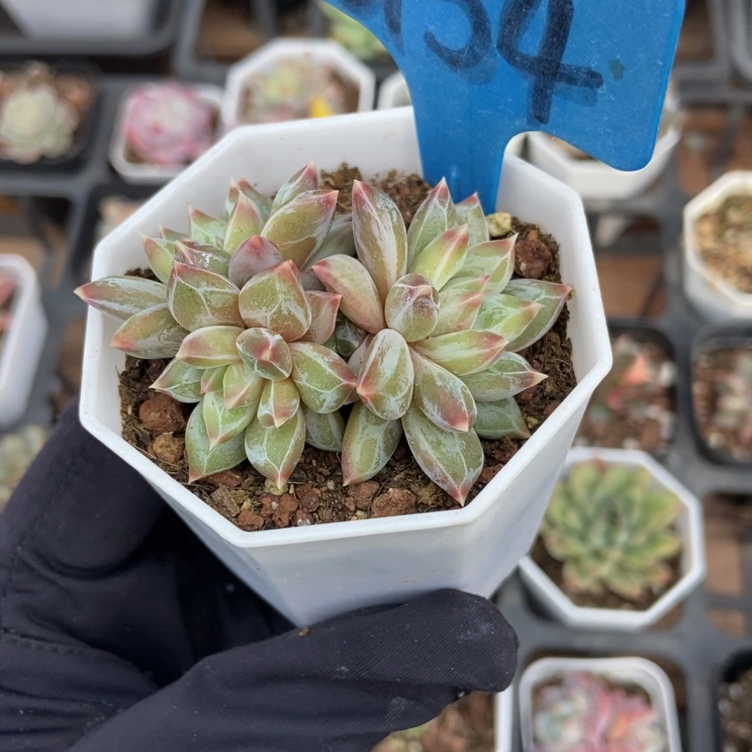 6154伊丽莎白多肉植物