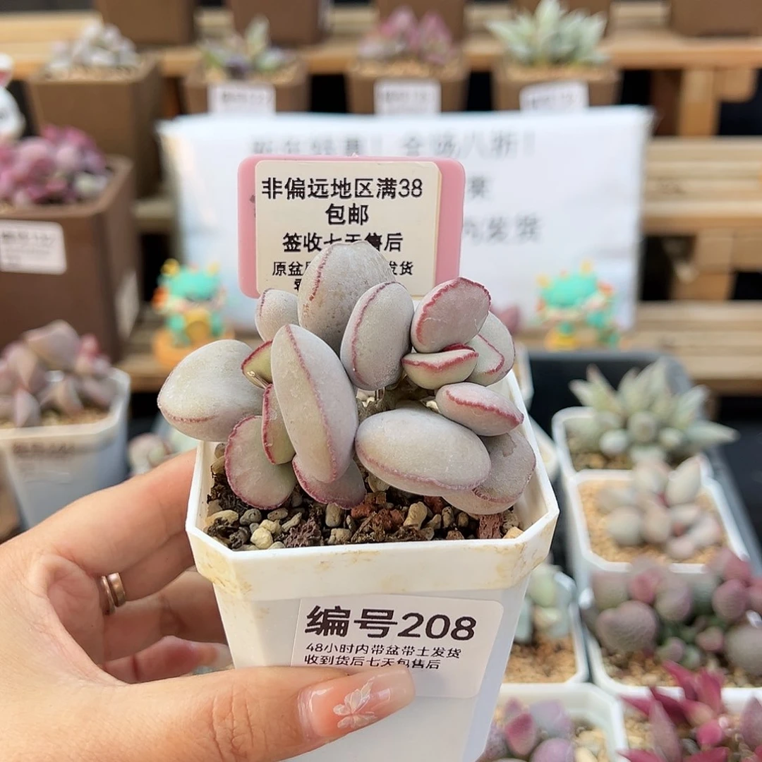 F***a208白肌红蛋多肉植物