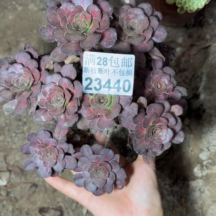 23440南晚霞多肉植物
