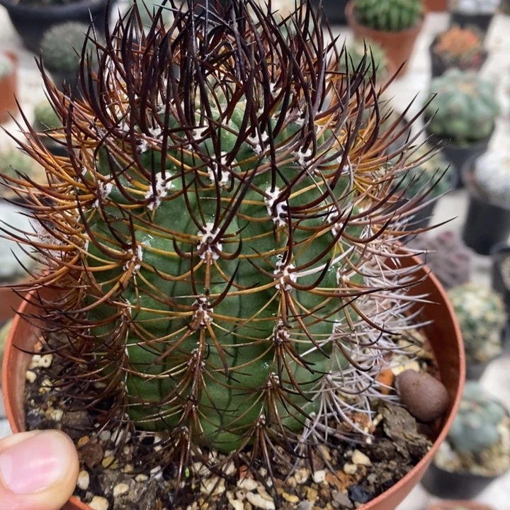 狂刺逆豹丸特价福利