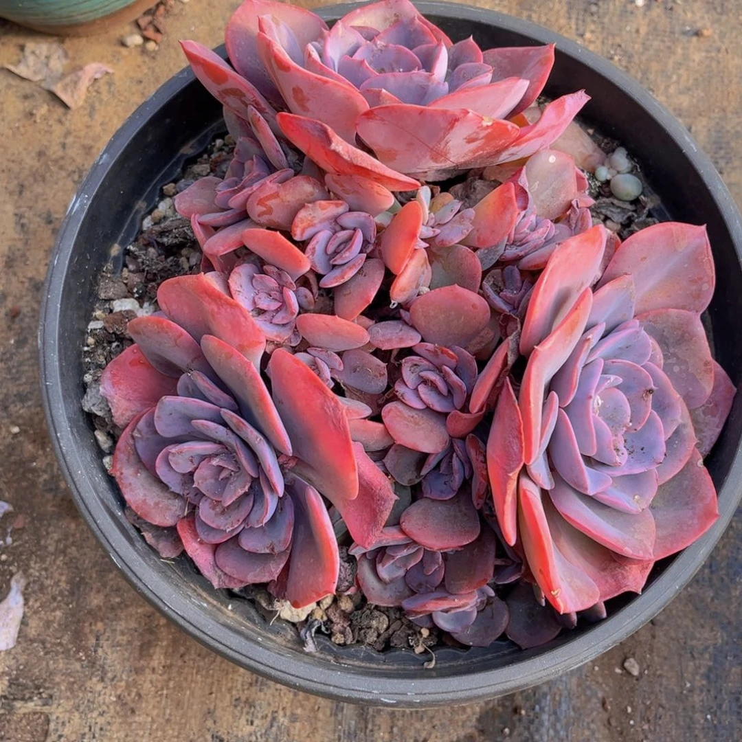 十头以上尘埃玫瑰官服22