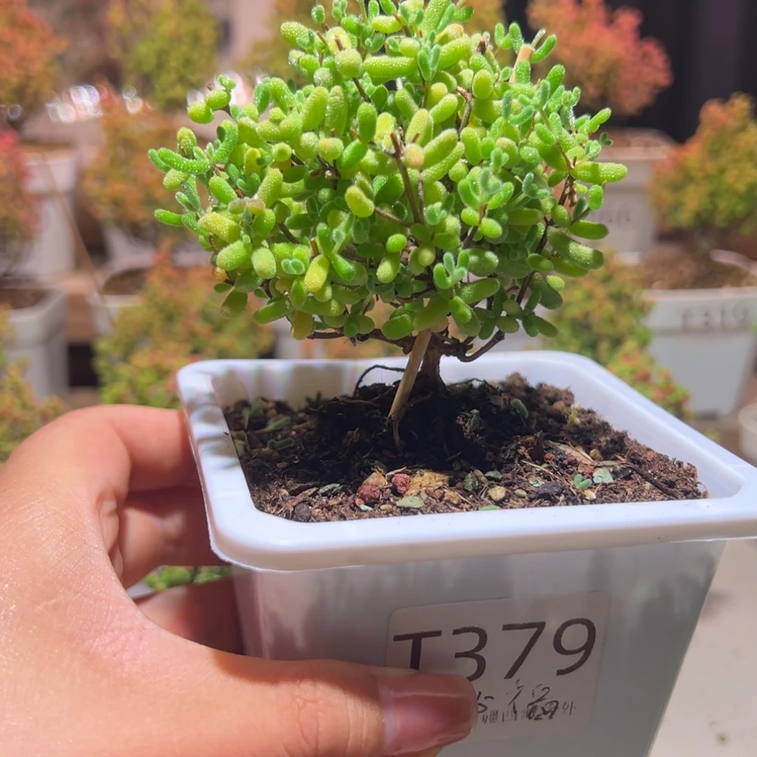 379蜜橘带土发货一物一拍