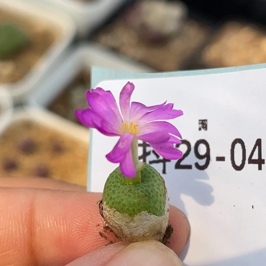 29-4青团多肉植物