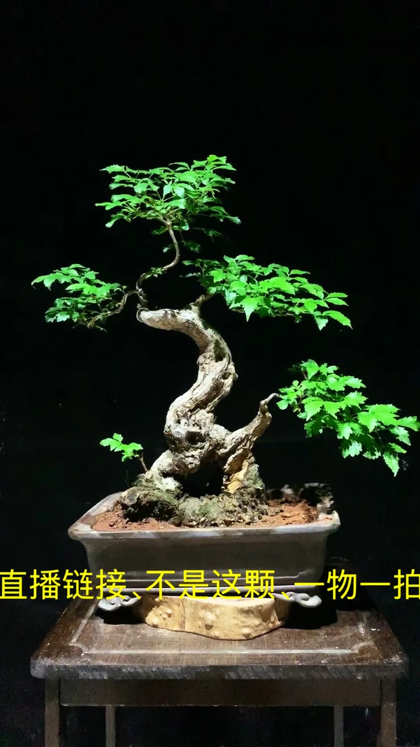 黄荆盆景素材  直播链接 一物一拍  自行下单随机发货