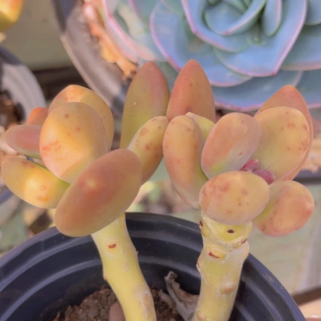 【闪购商品】芒果奶1942