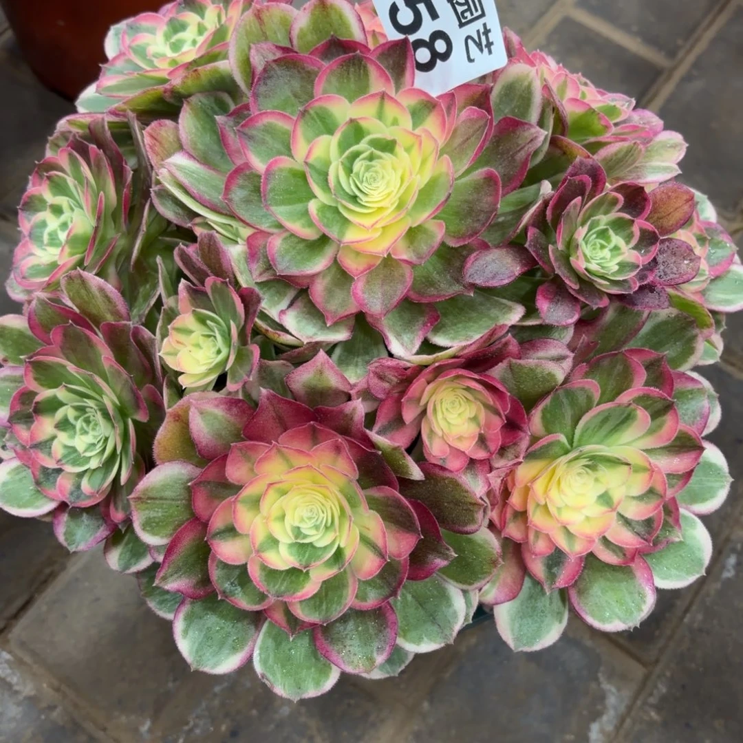 有***情万紫千红老桩558肉肉肉肉