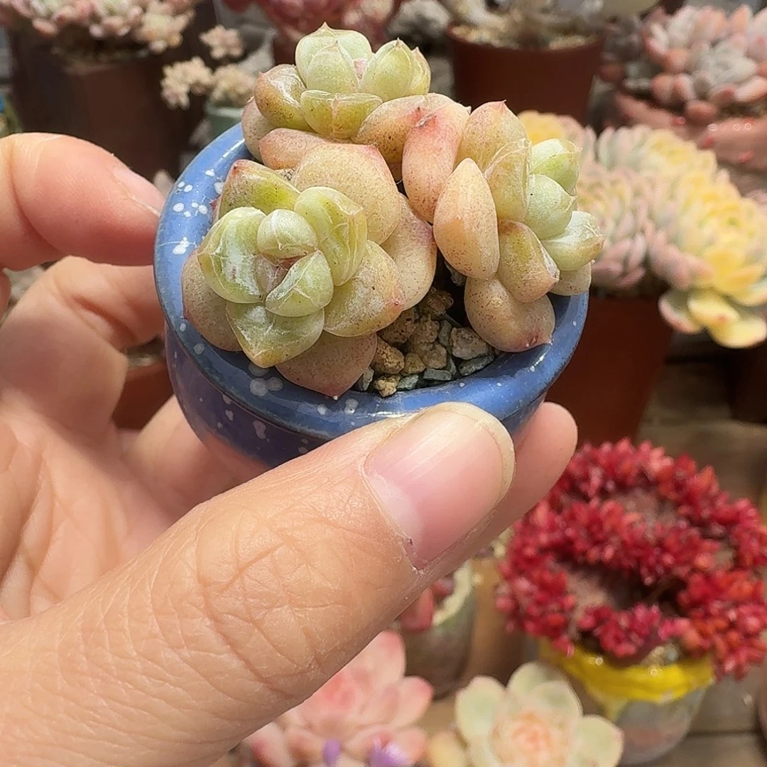 多肉含盆土 一物一拍