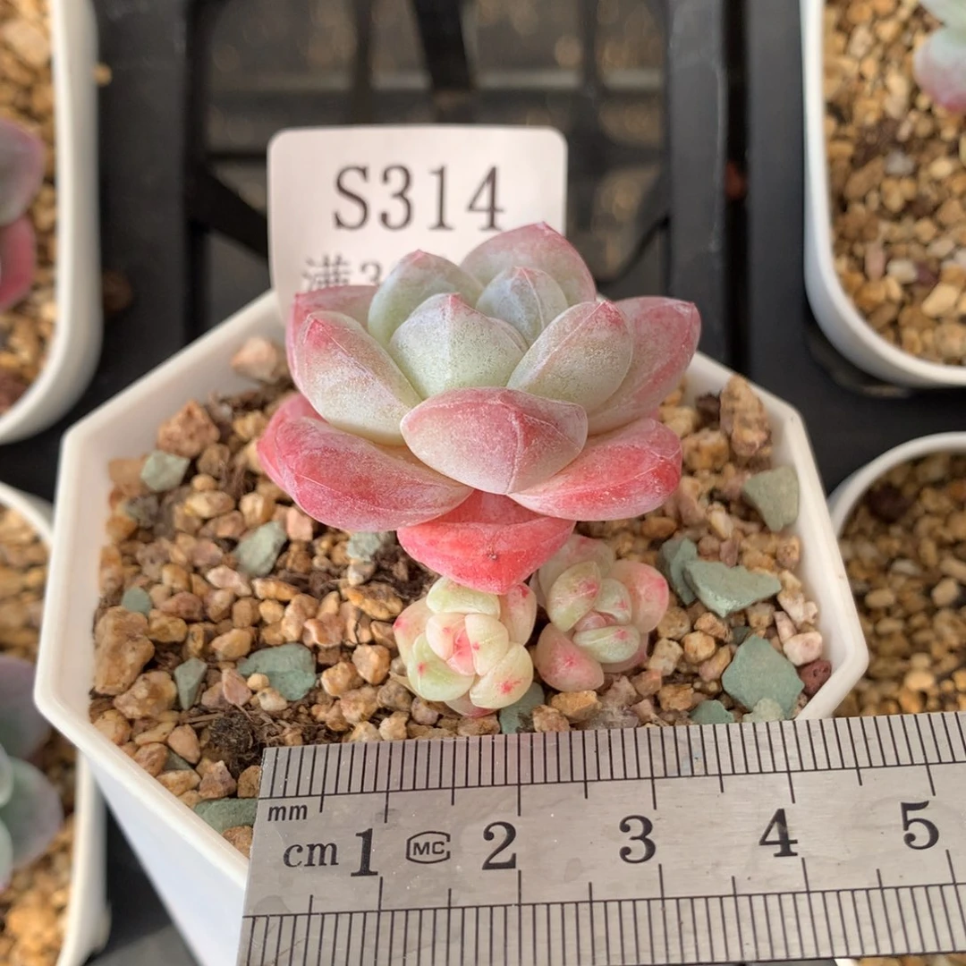 314。粗腿老桩冰玉。